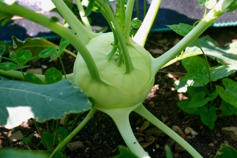 June 11. Kohlrabi.