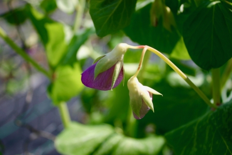 Snow pea blossom.