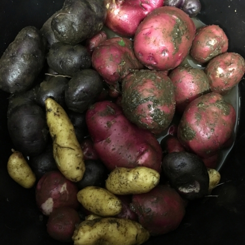 Taters!