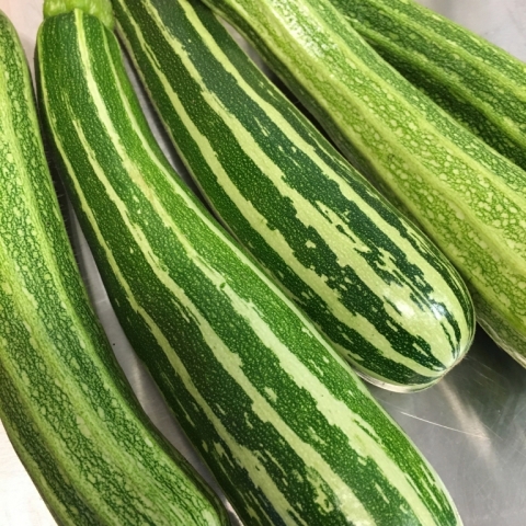 Costata Romanesco Zucchini.