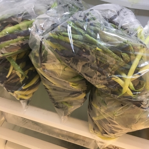 Mixed pole beans ready to deliver.