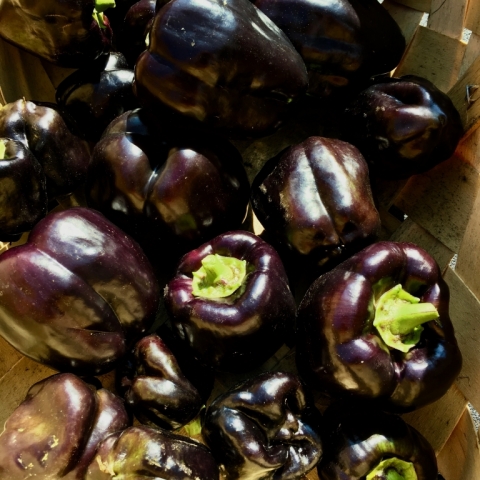 Chocolate Bell Peppers.