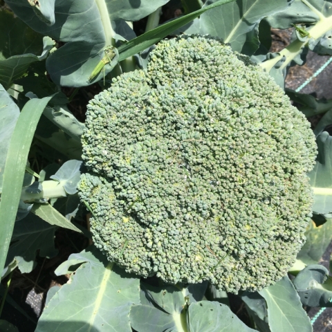 Finally broccoli! August 9.