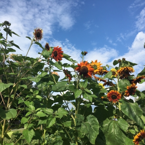 Amazing crop of sunflowers. August 10.