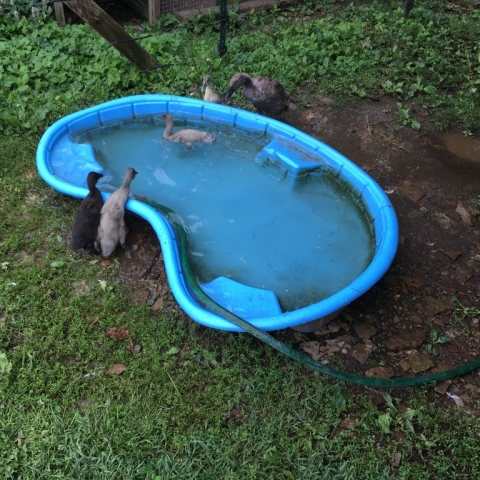 First swim!