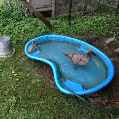 Ringo finally gets a bath, too. Mama is loving it!