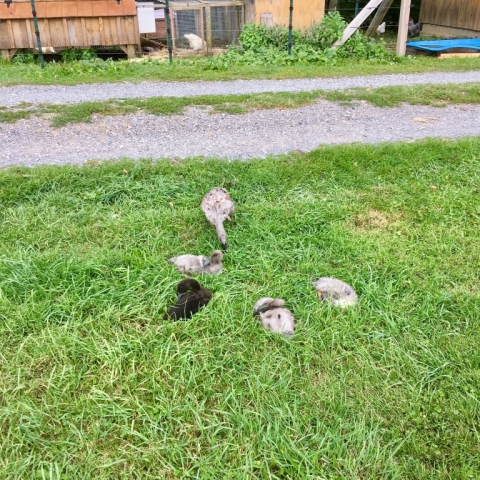 August 20. Ringo and the duckies out and about.