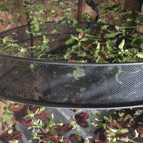 Herbs and Sumac on the drying rack.