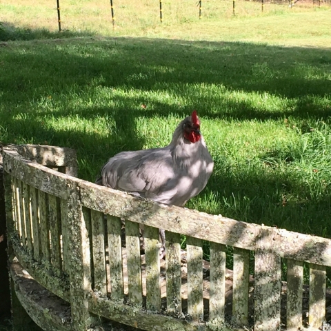 Big Al is getting bigger every day!