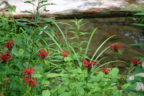 Scarlet Bee Balm in Hidden Valley at Brightside. August 5.