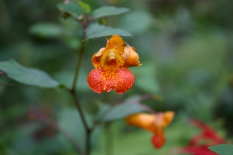 Jewelweed.