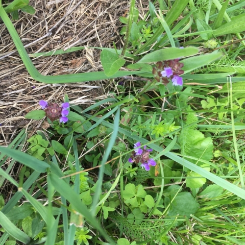 Heal All (Prunella Vulgaris). July 2.
