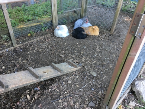 We're about to decide Alice, with growing comb & wattles, is a rooster. July 9.