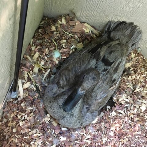 Ringo has gone broody. Hmmm.