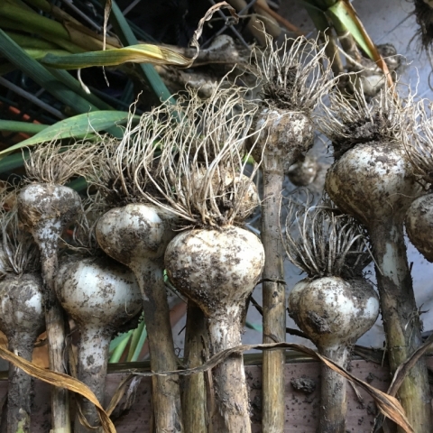 Garlic Harvest.
