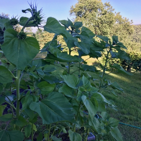 Sunflowers.