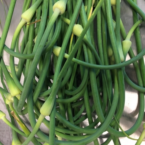 Garlic scapes.