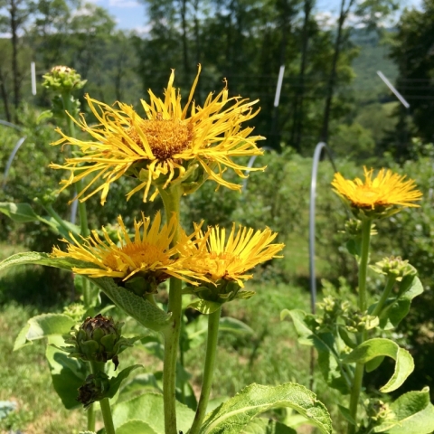 Elecampane.