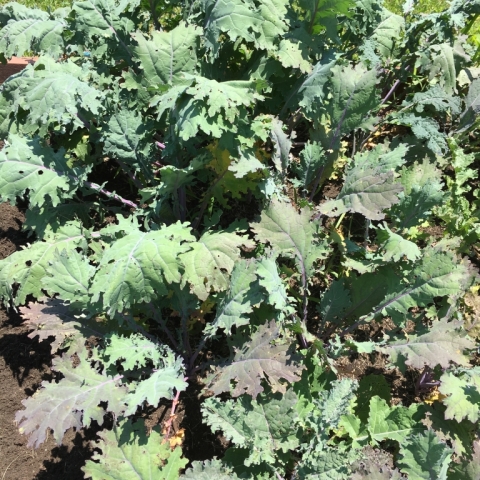 Kale.