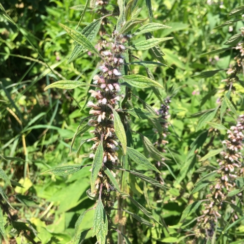 Motherwort.