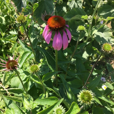 Echinacea.