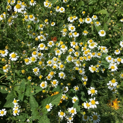 Chamomile.