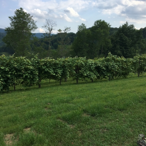 Vineyard July 13.