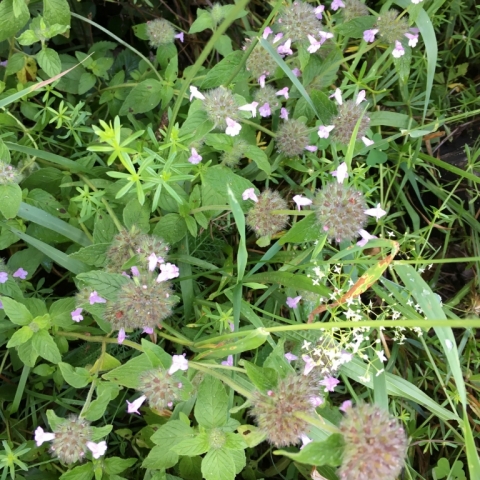 Wild Basil, also abundant. Very different from Heal All.