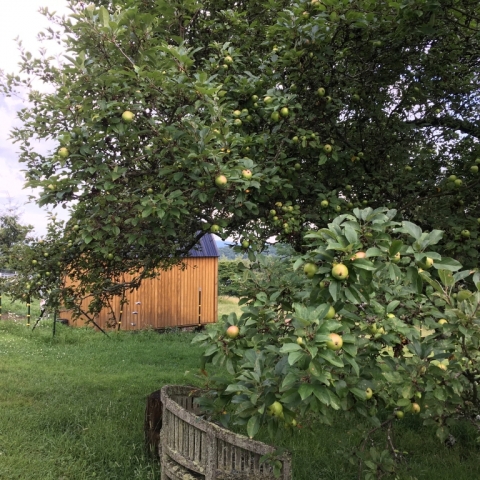 Grandmother Apple Tree.