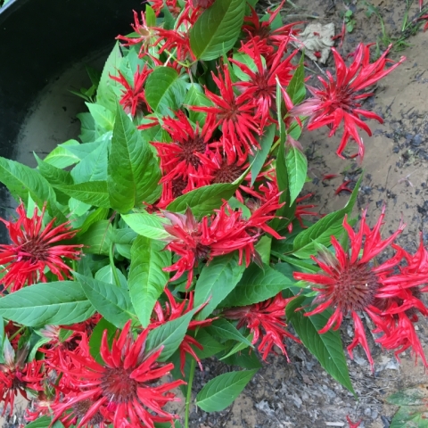 Scarlet Bee Balm (Monarda Didyma). July 22.
