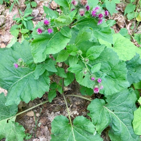 Burdock.