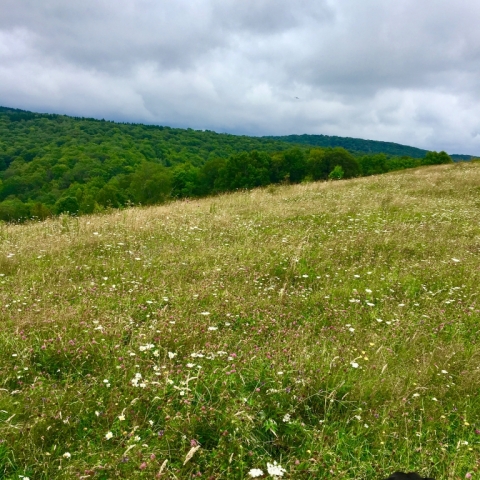 Camp Allegheny.