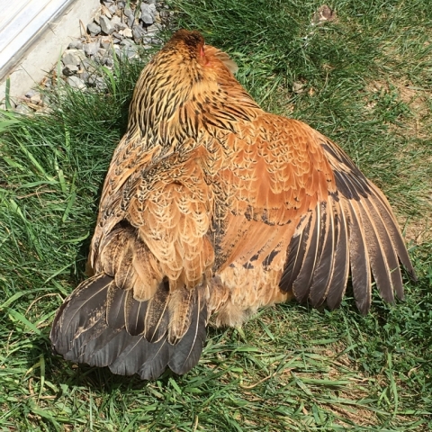 Clio sunbathing. July 26.