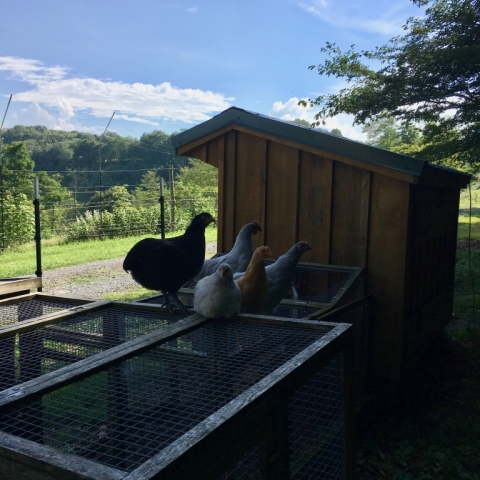 For Big Al and the hens, it's getting toward roosting time.