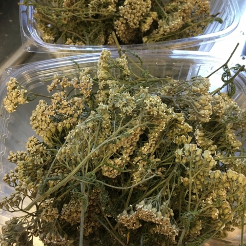Dried Yarrow. July 28.