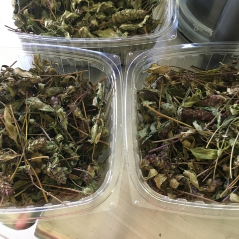Dried Heal All.