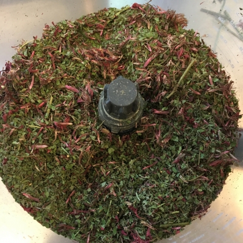 Ground Bee Balm.