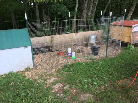Ringo hatches ducklings! July 29.