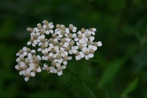 Yarrow. (Achillea Millefolium).