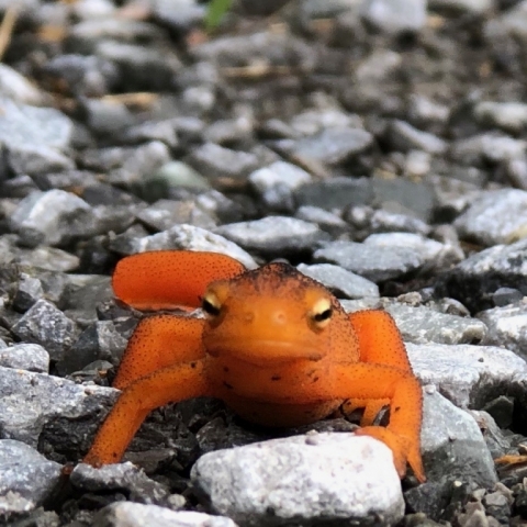 Red Eft. June 23.