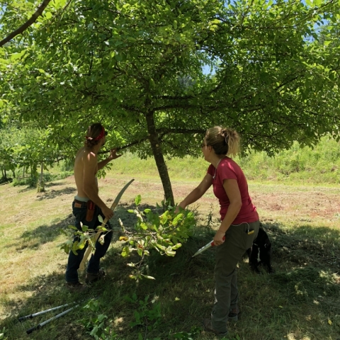 June 29 in the apple orchard.