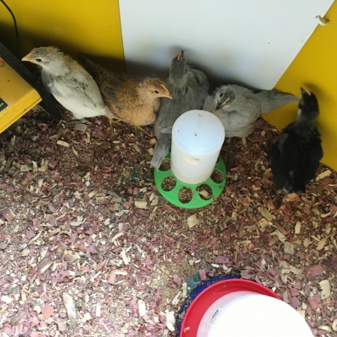 Toni, Pearl, Alice, Maya & Zora. June 13.