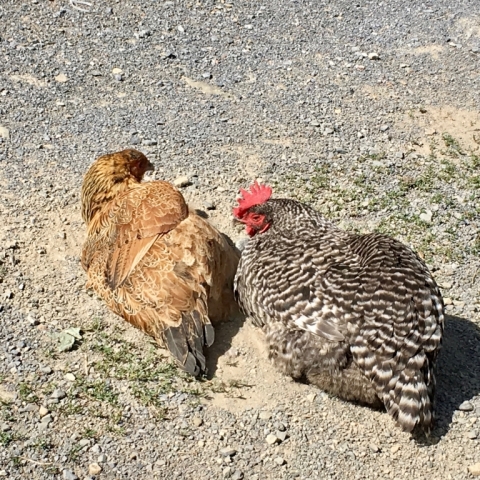 Dust-bathing buddies Clio and Jake.