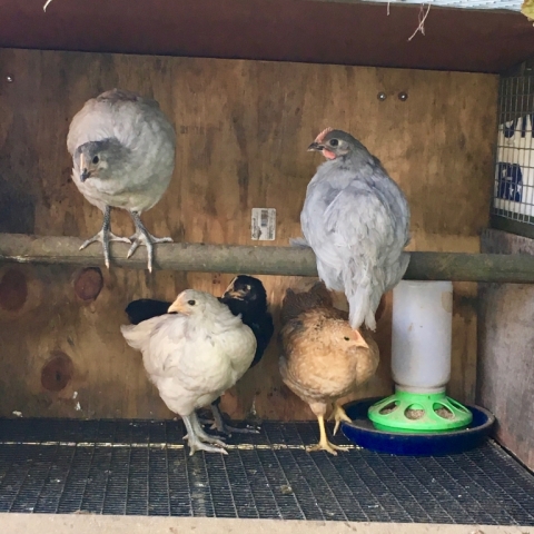 Maya, Toni, Zora, Pearl & Alice. We're beginning to wonder if Alice is actually Al.