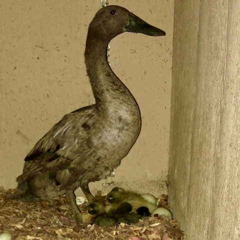 July 2. A couple babies have hatched!