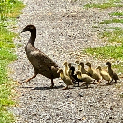 July 7. Ding teaches her 10 babies the rules of the road!