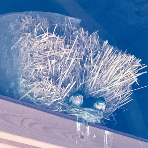 More barn swallows in the Goat Barn!