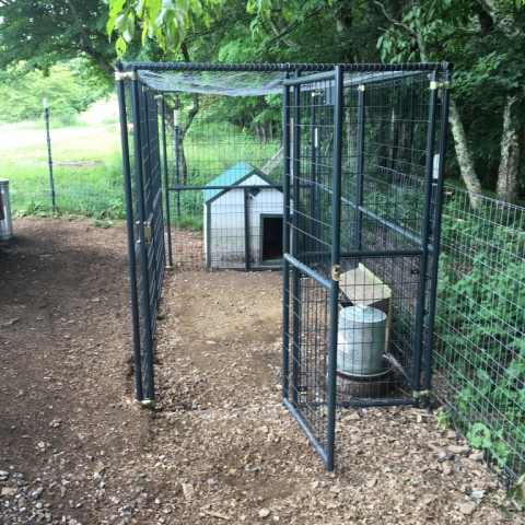 June 19. New nighttime enclosure for the ducks!
