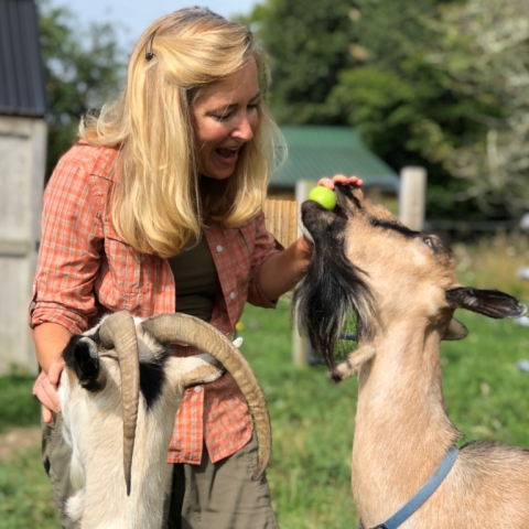 The goatie girls love apples!
