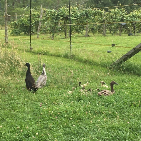 July 15. Parents, from left, Tarp, Sanny, and Ding keep watch over their brood.